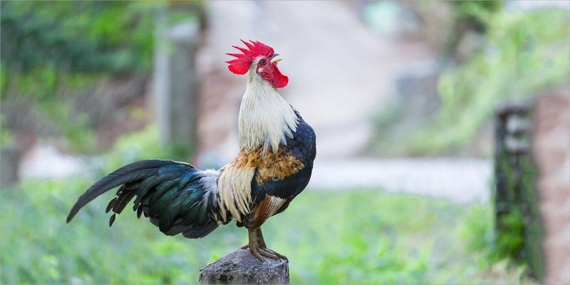 Kinh nghiệm nuôi dưỡng linh kê đạt hiệu suất cao