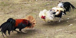 Giới thiệu một vài dòng chiến kê được săn đón nhất